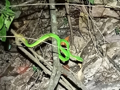 Trimeresurus albolabris