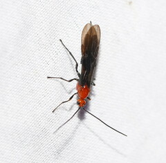 Braconidae