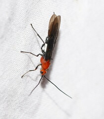 Braconidae