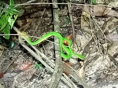 Trimeresurus albolabris