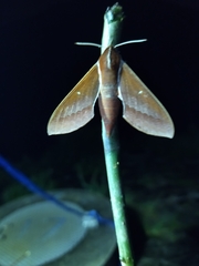 Theretra pallicosta