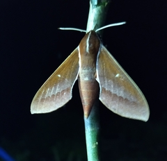 Theretra pallicosta