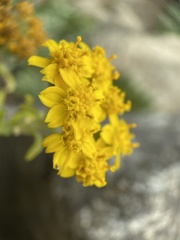 Eriophyllum