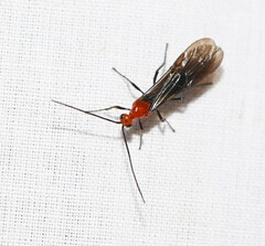 Braconidae