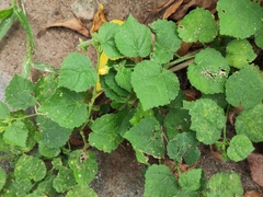 Sida cordifolia