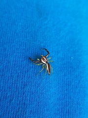 Epocilla