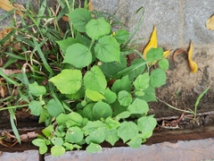 Sida cordifolia