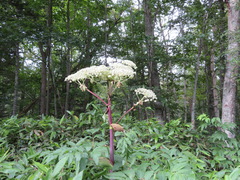 Angelica ursina