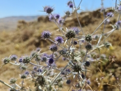 Eryngium creticum