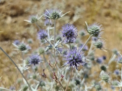 Eryngium creticum