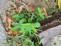 Alysicarpus ovalifolius