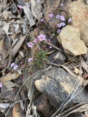 Euryomyrtus ramosissima