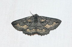 Melanodes anthracitaria