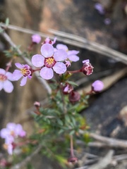 Euryomyrtus ramosissima