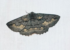 Melanodes anthracitaria