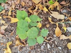 Sida cordifolia