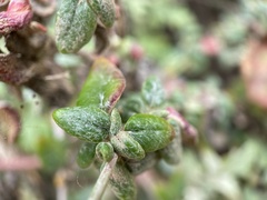 Eriogonum parvifolium