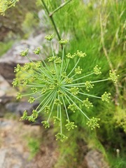 Notobubon tenuifolium