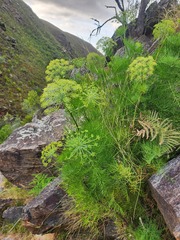 Notobubon tenuifolium