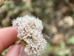 Eriogonum parvifolium