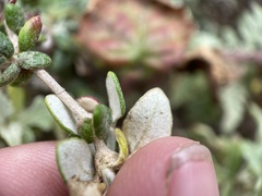 Eriogonum parvifolium