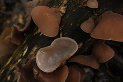 Auricularia auricula-judae