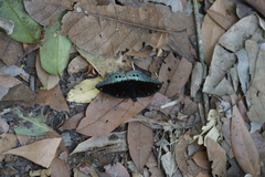 Lexias pardalis jadeitina