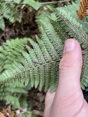 Dryopteris arguta