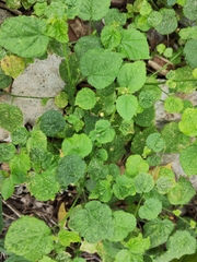 Sida cordifolia
