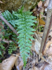 Asplenium billotii