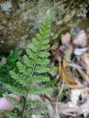 Asplenium billotii