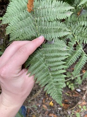 Dryopteris arguta