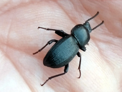 Tenebrionidae
