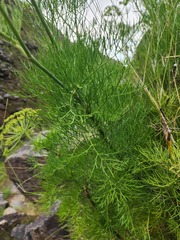 Notobubon tenuifolium