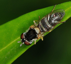 Allograpta