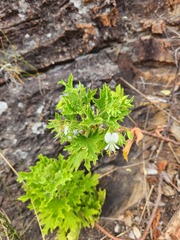 Pelargonium ribifolium