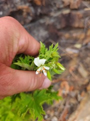 Pelargonium ribifolium