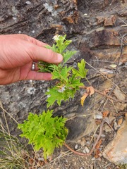 Pelargonium ribifolium
