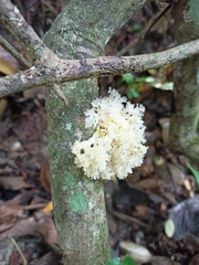 Tremella
