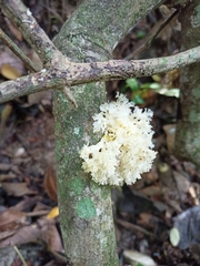 Tremella