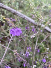 Prostanthera