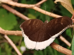 Tanaecia lepidea