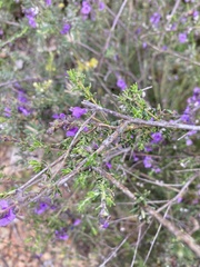 Prostanthera