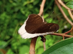 Tanaecia lepidea