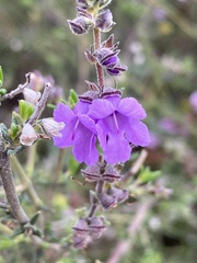 Prostanthera