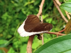 Tanaecia lepidea