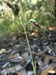 Calochilus paludosus