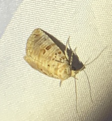 Diastema tigris