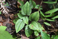 Tripterospermum nienkui