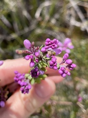 Comesperma ericinum